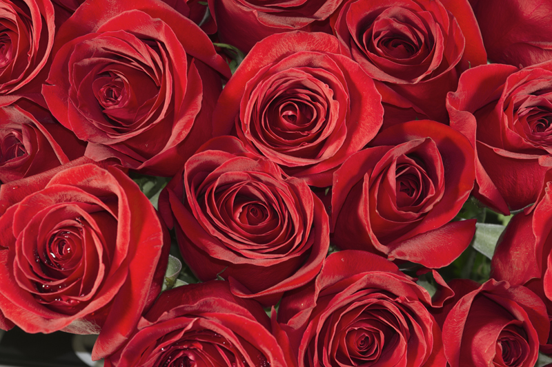 Red Roses background PHOTOBER Free Photos Free Images